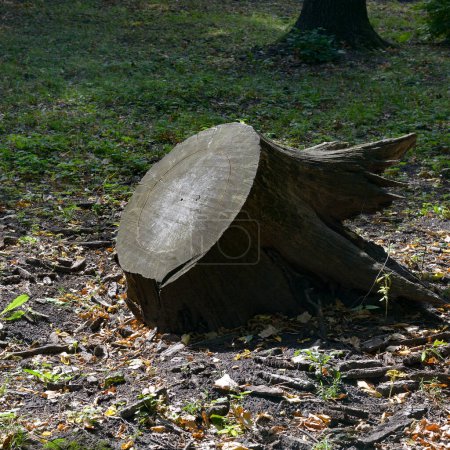 Foto de Enorme tronco talado árbol en el parque de la ciudad. - Imagen libre de derechos