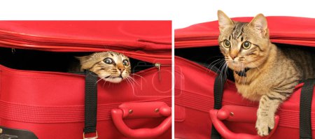 Foto de Set de fotos de gatito en maleta roja aislada sobre fondo blanco. - Imagen libre de derechos