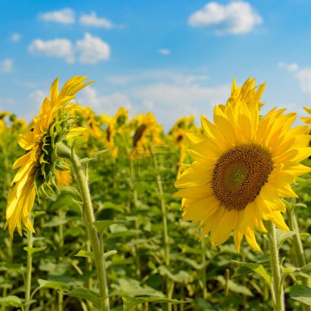 Téléchargez les photos : Tournesol jaune vif sur le champ d'été et le ciel. - en image libre de droit