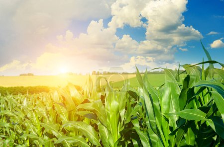 Téléchargez les photos : Lever de soleil lumineux dans un champ de maïs. - en image libre de droit