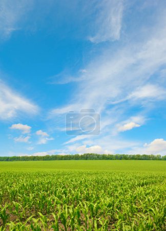 Téléchargez les photos : Champ de maïs lumineux et ciel bleu
. - en image libre de droit