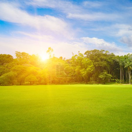 Téléchargez les photos : Beau grand parc avec pelouse verte au lever du soleil. - en image libre de droit