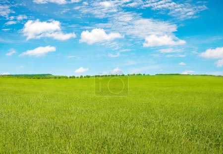 Foto de Young wheat stalks in summer field and bright blue sky. - Imagen libre de derechos