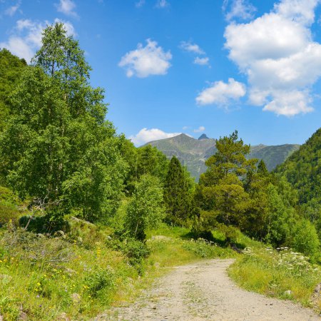 Foto de Rocky path in the mountains covered with forest and bright blue sky. - Imagen libre de derechos