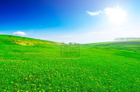 Photo for Bright sun over green spring field with yellow dandelions. - Royalty Free Image