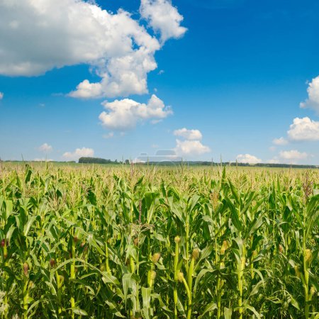 Foto de Campo de maíz brillante con mazorcas maduras maíz y cielo azul claro. - Imagen libre de derechos