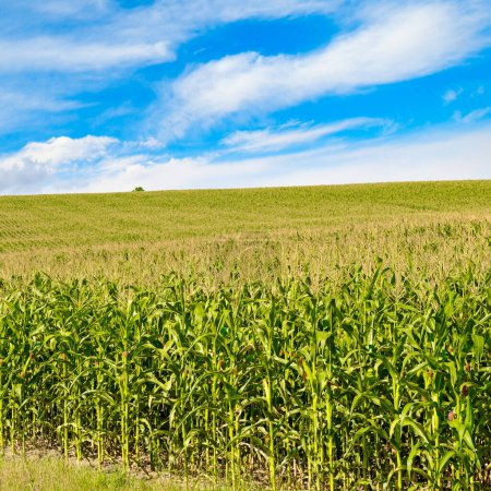 Foto de Campo de maíz brillante con espigas maduras maíz y cielo azul. - Imagen libre de derechos