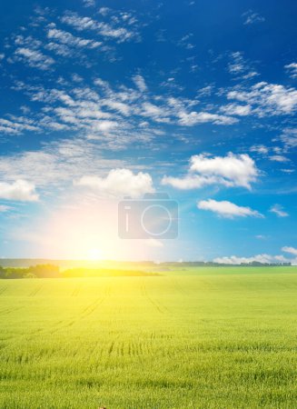 Foto de Temprano en la mañana con sol brillante en el campo de trigo grande. - Imagen libre de derechos