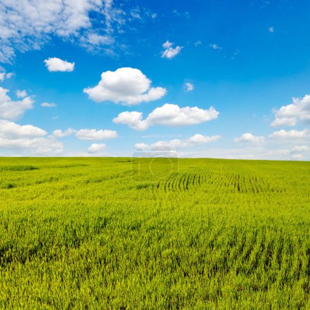 Foto de Campo de trigo verde sobre el fondo del cielo azul brillante. - Imagen libre de derechos