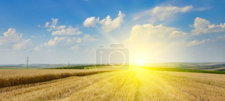 Téléchargez les photos : Du chaume dans un champ de blé récolté et un soleil éclatant à l'horizon. - en image libre de droit