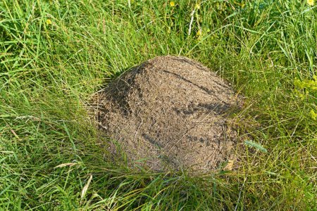 Téléchargez les photos : Grande fourmilière sur prairie en herbe verte d'été. - en image libre de droit
