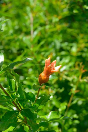 Foto de Flor de granada sobre fondo de follaje verde brillante - Imagen libre de derechos
