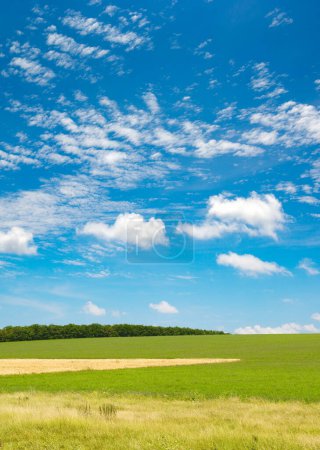Foto de Campo de primavera verde y cielo azul con nubes blancas
. - Imagen libre de derechos