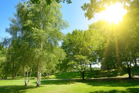 Foto de Sol brillante en el verde parque de verano de la ciudad y el cielo azul - Imagen libre de derechos
