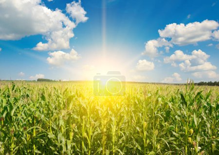 Foto de Salida del sol sobre el campo de maíz de verano. Contexto agrícola - Imagen libre de derechos