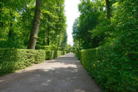High hedges in the city park