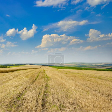 Téléchargez les photos : Chaume dans le champ de blé récolté et ciel bleu. - en image libre de droit