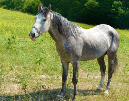 Schönes erwachsenes Pferd auf einer grünen Weide.