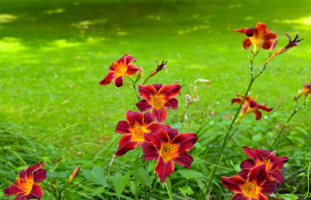 Foto de Floreciendo de día en el verde prado de verano. Hemerocallis. - Imagen libre de derechos
