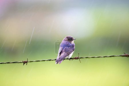 Foto de Tragar pequeño granero (Hirundo rustica) encaramado en una línea de alambre de púas bajo una llovizna - Imagen libre de derechos