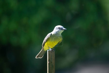 Photo for Tropical Kingbird (Tyrannus melancholicus) perched on an iron bar in a garden - Royalty Free Image