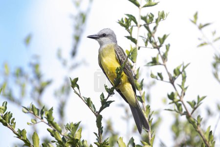 Photo for Tropical Kingbird (Tyrannus melancholicus) perched on a tropical cherry tree. - Royalty Free Image