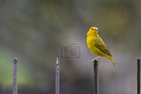 Photo for Beautiful Saffron Finch (Sicalis flaveola) perched on a hose fence iron bar under a light rain - Royalty Free Image