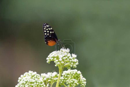 Téléchargez les photos : Gros plan d'un beau papillon sur une bouquete de fleurs blanches se nourrissant de nectar - en image libre de droit