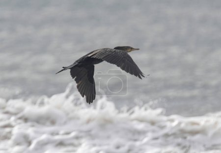 Photo for Neotropic Cormorant or Olivaceous Cormorant (Nannopterum brasilianum) flying over the waves at a beach in Panama - Royalty Free Image