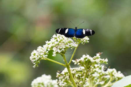 Téléchargez les photos : Vue rapprochée d'un magnifique papillon Sara Longwing (Heliconius sara) se nourrissant de fleurs sauvages - en image libre de droit