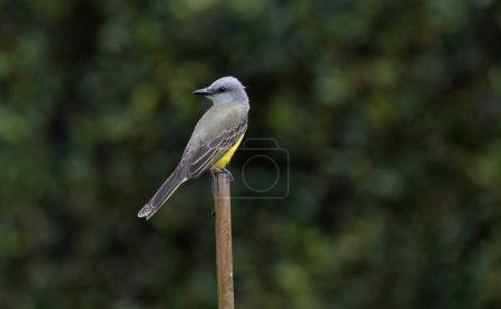 Photo for Tropical Kingbird (Tyrannus melancholicus) perched on an iron bar at a gerden - Royalty Free Image