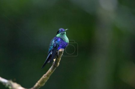 Photo for Violet-crowned Woodnymph (Thalurania colombica) hummingbird perched on a tree branch - Royalty Free Image