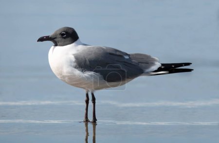 Photo for Close up view of a Laughing Gull (Leucophaeus atricilla) standing on a beach - Royalty Free Image