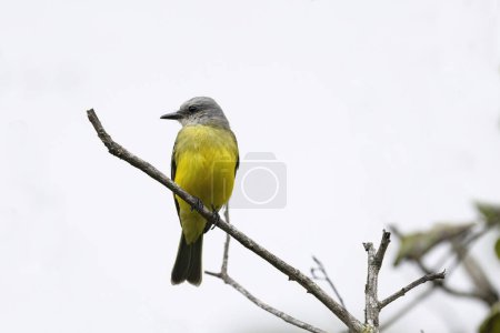Photo for Tropical Kingbird (Tyrannus melancholicus) perched on a tree branch against the sky - Royalty Free Image