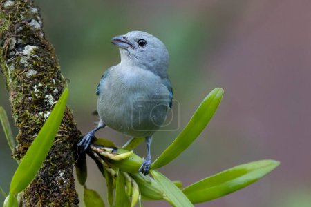 Photo for Close up view of a vibrant  Blue-gray Tanager (Thraupis episcopus) perched on atree branch in the rain forest of Panama - Royalty Free Image
