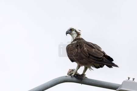 Photo for Magnificent Osprey (Pandion haliaetus) on a lamp post eating a fish with a sky background - Royalty Free Image