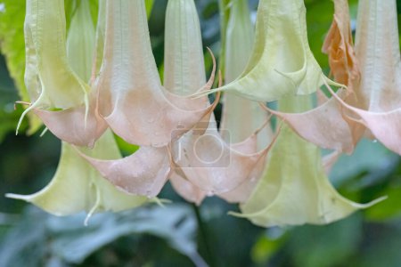 Photo for Atropa belladonna, Angel's trumpet flower is a medicinal plant and main commercial source of tropane alkaloids - Royalty Free Image