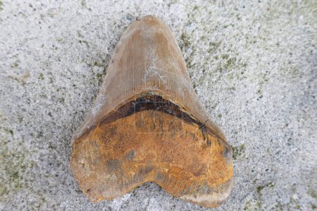 Foto de Primer plano de un verdadero diente de Megalodon - Imagen libre de derechos