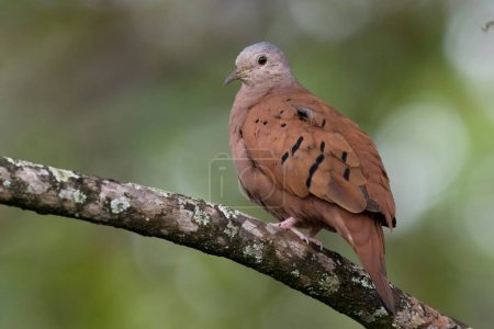 Foto de Vista de cerca de una paloma Ruddy Ground Dove (Columbina talpacoti) encaramado en una rama de árbol - Imagen libre de derechos