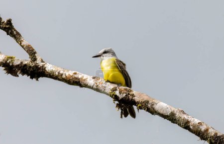Photo for Colorful Tropical Kingbird (Tyrannus melancholicus) flycatcher perched on a tree branch - Royalty Free Image