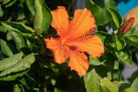 Photo for Orange hibiscus on a green bush in summer in Italy. - Royalty Free Image
