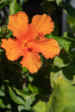 Photo for Orange hibiscus on a green bush in summer in Italy. - Royalty Free Image