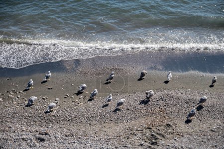 Téléchargez les photos : Groupe de mouettes (troupeau) repose sur le bord de la mer. La mer calme et confortable d'été lave les pattes de l'oiseau - en image libre de droit