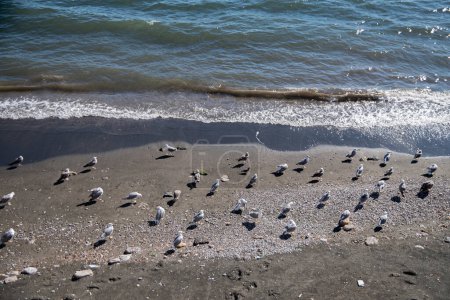 Téléchargez les photos : Un groupe de mouettes (troupeau) repose sur le littoral. La mer calme et confortable d'été lave les pattes de l'oiseau - en image libre de droit