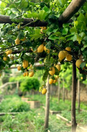 Foto de Acogedor jardín sombreado con limones en el pueblo de Ravelo en el sur de Italia. Vacaciones europeas fáciles y agradables - Imagen libre de derechos