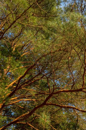 Téléchargez les photos : Majestueuse couronne verte d'un pin. Beauté et grandeur de la nature. Avec son feuillage luxuriant et ses branches complexes, ce pin est un symbole de force et de vitalité. Parfait pour une utilisation dans la nature ou des conceptions à thème extérieur. - en image libre de droit