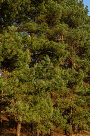 Téléchargez les photos : Majestueuse couronne verte d'un pin. Beauté et grandeur de la nature. Avec son feuillage luxuriant et ses branches complexes, ce pin est un symbole de force et de vitalité. Parfait pour une utilisation dans la nature ou des conceptions à thème extérieur. - en image libre de droit