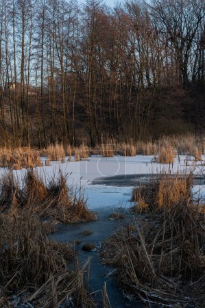 Foto de Sereno paisaje invernal con un lago congelado rodeado de juncos altos. - Imagen libre de derechos