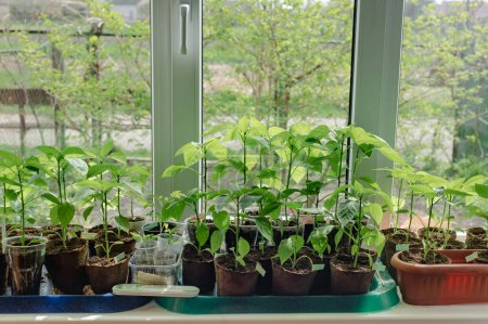 Photo for Indoor seedlings on a windowsill. The green sprouts are growing in small pots with soil and are illuminated by natural light. This image evokes the feelings of spring and new beginnings.Pepper sprouts - Royalty Free Image