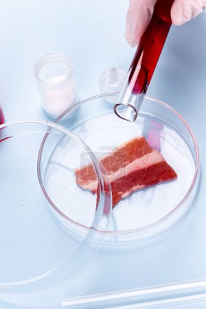 Foto de Tocino en el plato de cristal Petri. Laboratorio de Estudios de Carne Artificial. Imagen de stock químico - Imagen libre de derechos